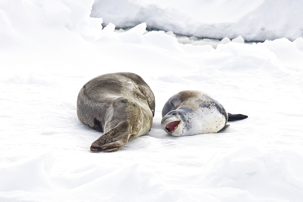 A mother and newborn pup leopard seal (Hydrurga leptonyx) hauled out on ice floes on the western side of the Antarctic peninsula