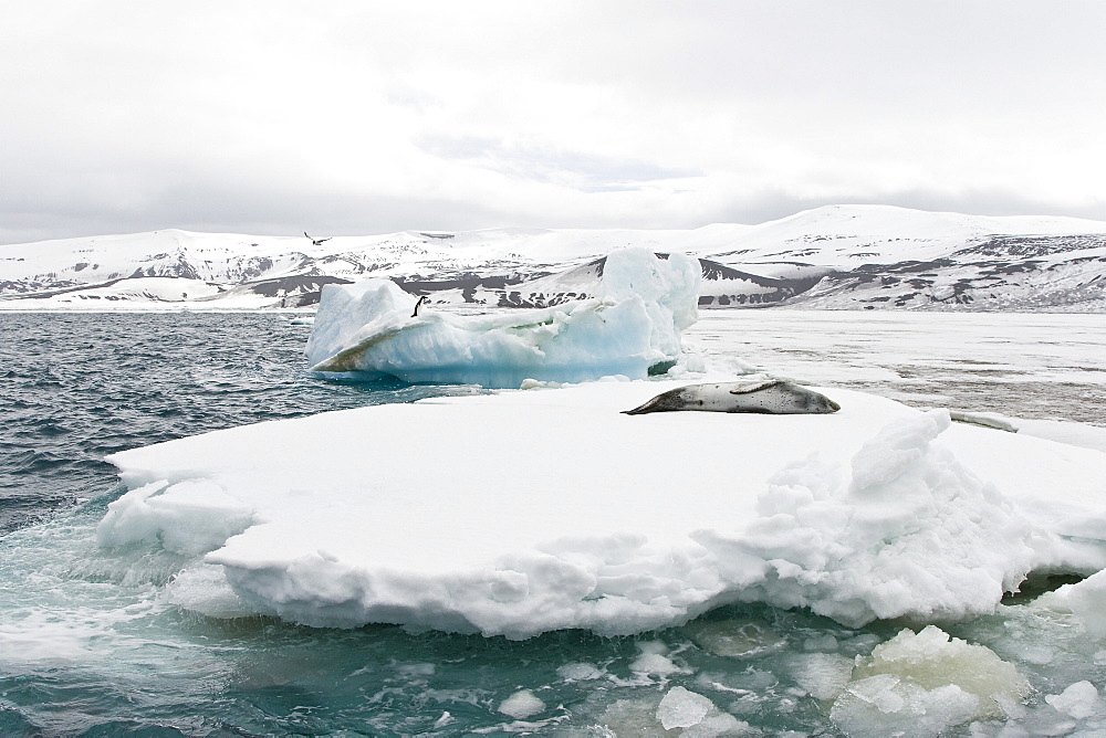 An adult leopard seal (Hydrurga leptonyx) hauled out among the ice floes at Port Arthur in the caldera of Deception Island in the South Shetland Islands near the Antarctic peninsula, southern ocean.