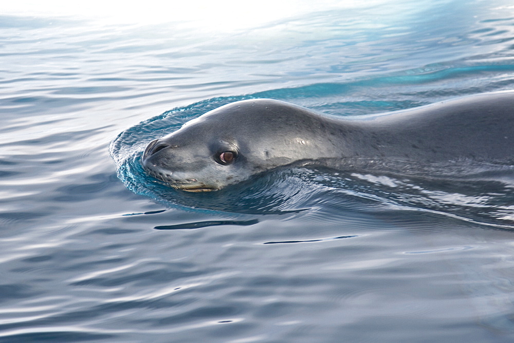 An adult leopard seal (Hydrurga leptonyx) among the icebergs at Cierva Point on the Danco Coast of the Antarctic peninsula, southern ocean. 