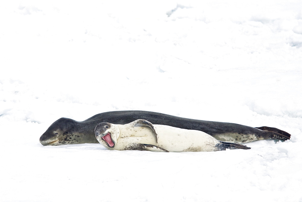 A mother and newborn pup leopard seal (Hydrurga leptonyx) hauled out on ice floes on the western side of the Antarctic peninsula, Southern Ocean