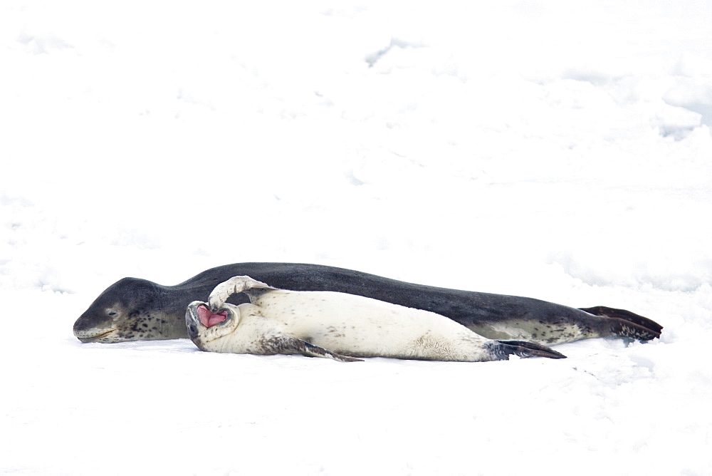 A mother and newborn pup leopard seal (Hydrurga leptonyx) hauled out on ice floes on the western side of the Antarctic peninsula, Southern Ocean