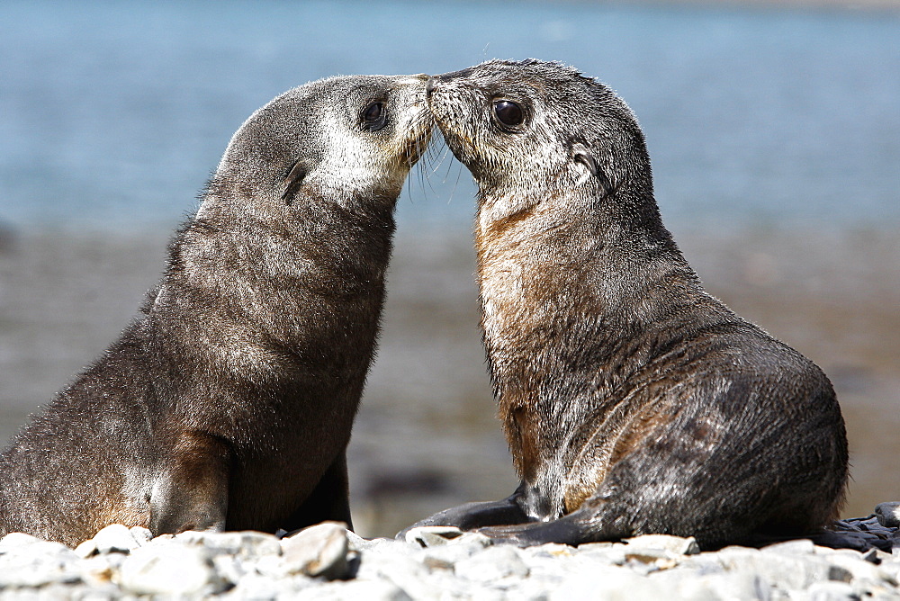 Antarctic Fur Seal (Arctocephalus gazella) pups playing at Stromness Whaling Station on the island of South Georgia, southern Atlantic Ocean.