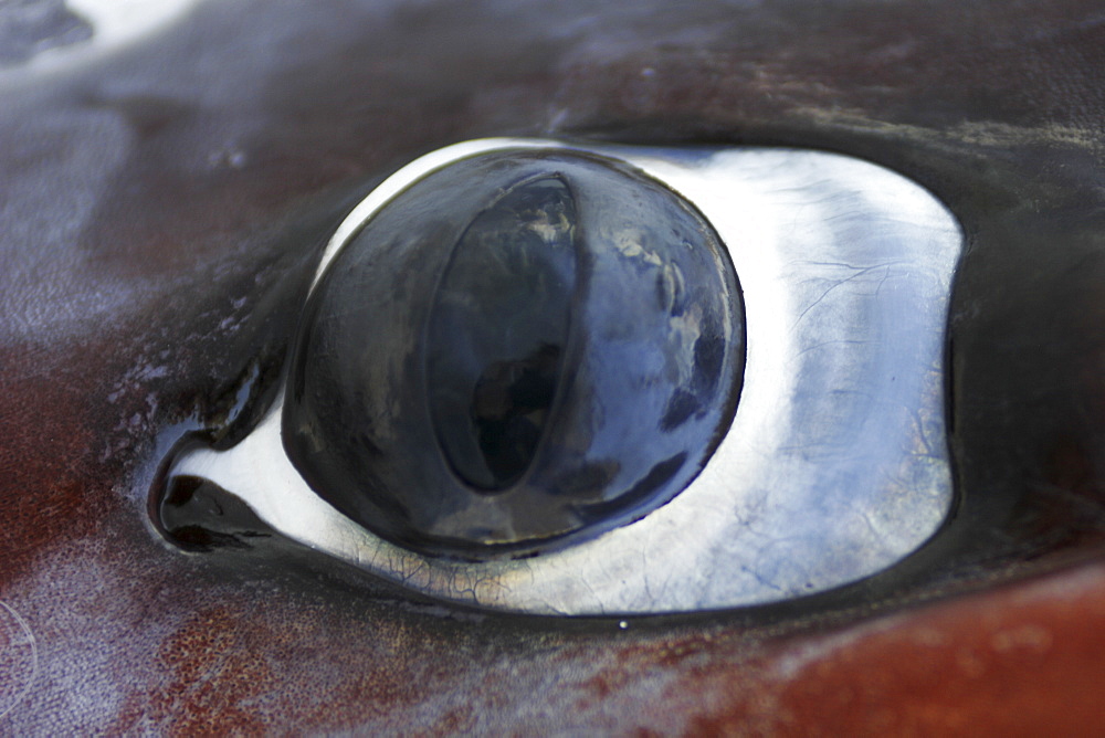 Close-up eye detail from a dissection of a Humbolt Squid (Dosidicus gigas) in the Gulf of California (Sea of Cortez), Mexico.