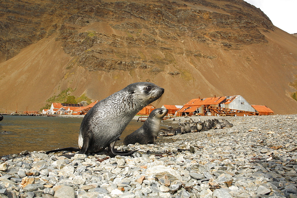 Antarctic fur seal (Arctocephalus gazella) pups at the abandonded whaling station at Stromness on the island of South Georgia, southern Atlantic Ocean.