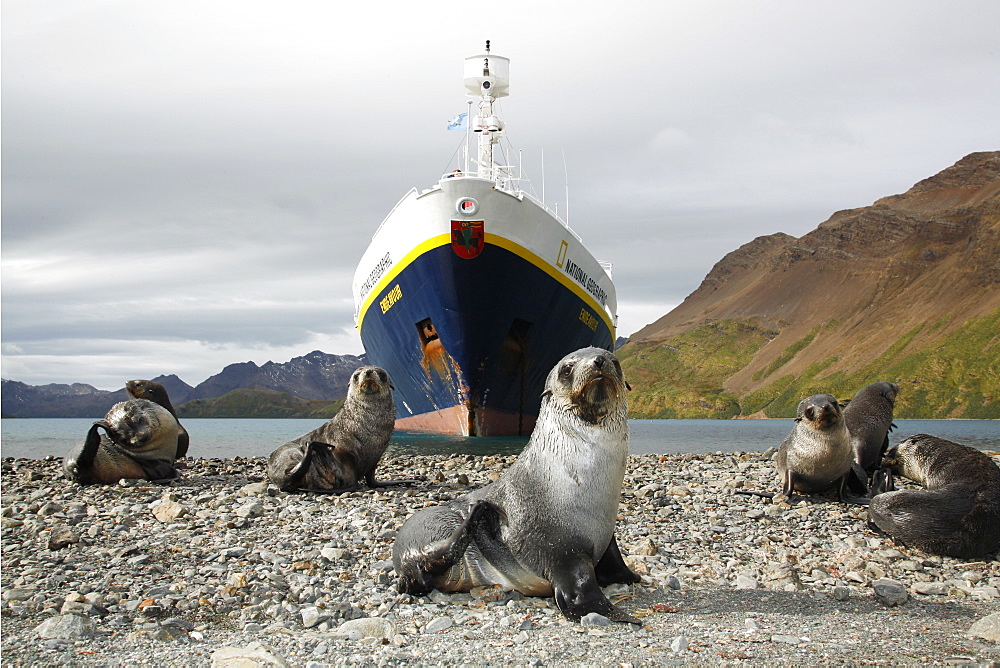 Antarctic fur seal (Arctocephalus gazella) pups in front of the National Geographic Endeavour at the abandonded whaling station at Stromness on the island of South Georgia, southern Atlantic Ocean.