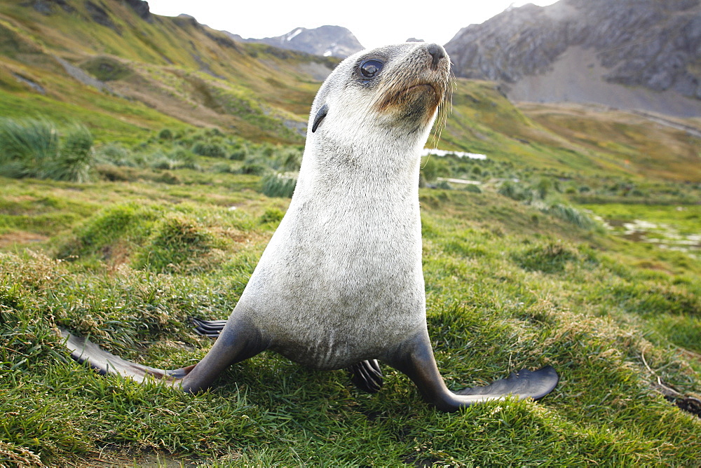 Antarctic fur seal (Arctocephalus gazella) pups at the abandonded whaling station at Grytviken on the island of South Georgia, southern Atlantic Ocean.