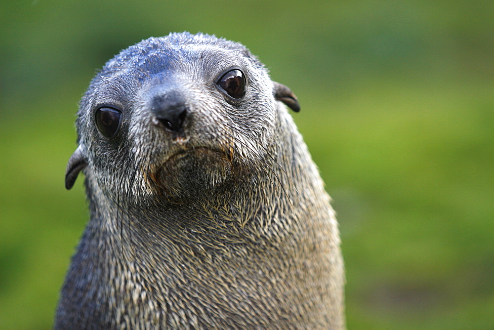 Antarctic fur seal (Arctocephalus gazella) pups at the abandonded whaling station at Grytviken on the island of South Georgia, southern Atlantic Ocean.