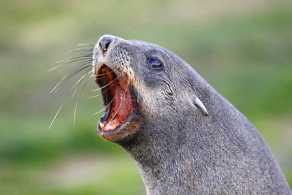 Antarctic fur seal (Arctocephalus gazella) pups at the abandonded whaling station at Grytviken on the island of South Georgia, southern Atlantic Ocean.