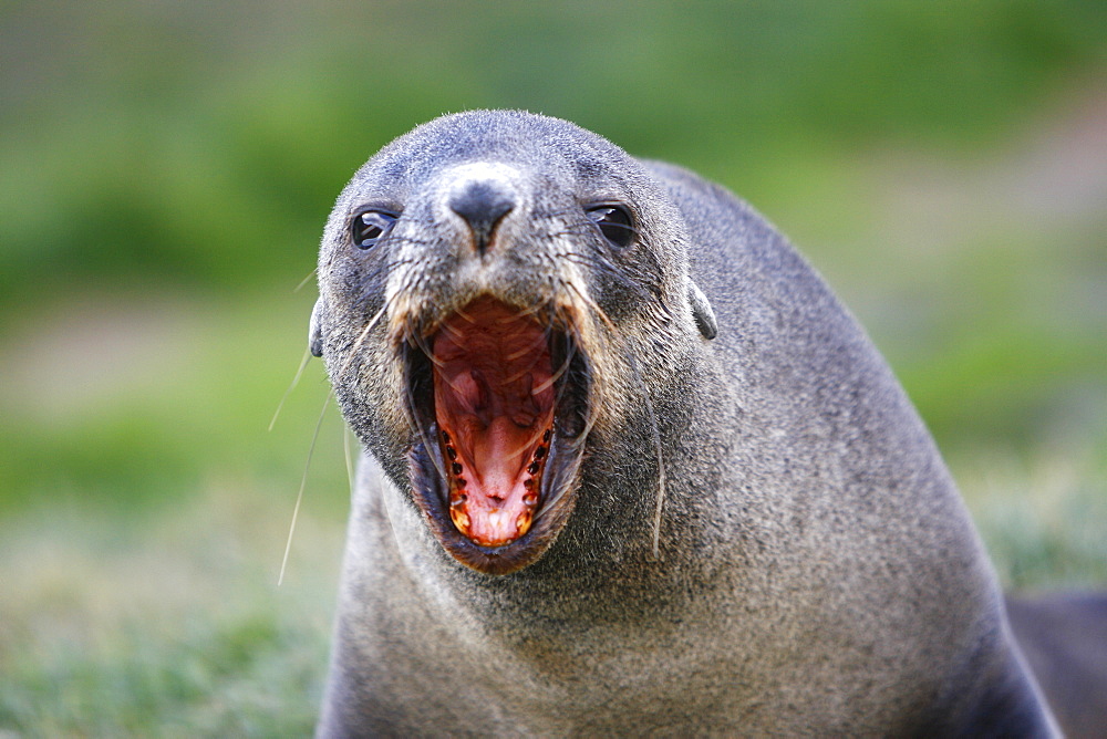 Antarctic fur seal (Arctocephalus gazella) pups at the abandonded whaling station at Grytviken on the island of South Georgia, southern Atlantic Ocean.