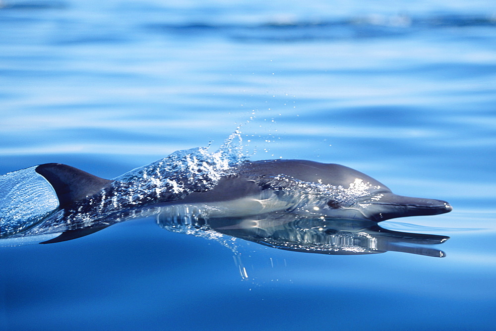 Long-beaked common dolphin surfacing.  Midriff Islands, Gulf of California, Mexico.