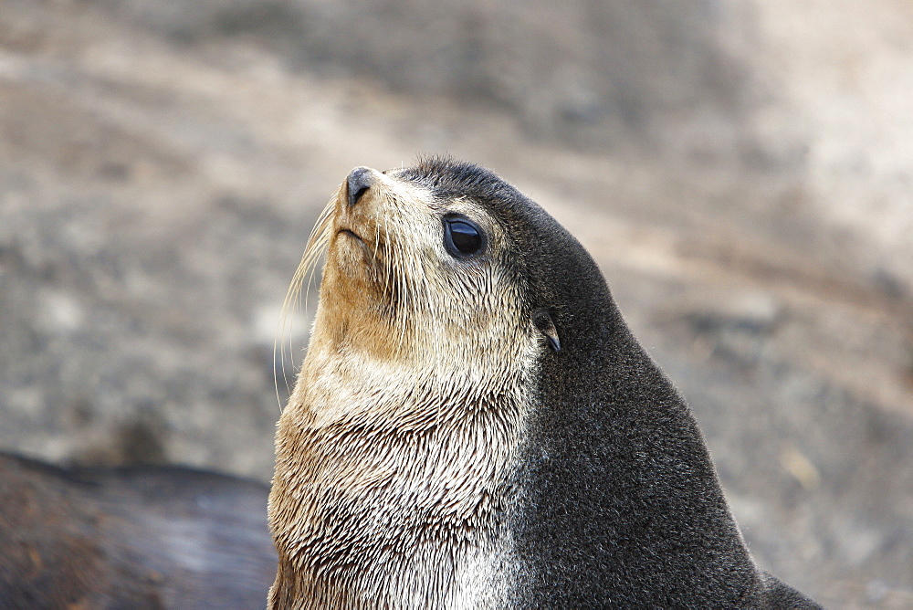 Sub-Antarctic fur seal (Arctocephalus tropicalis) on Nightingale Island in the Tristan da Cunha Island Group in the southern Atlantic Ocean