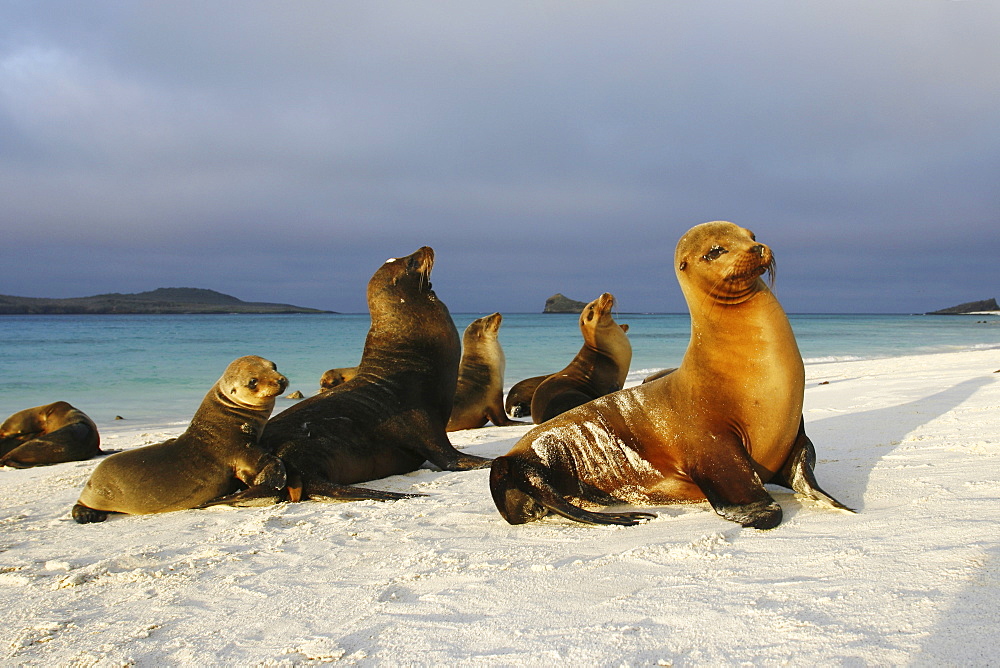 Galapagos sea lions (Zalophus wollebaeki) in Gardner Bay on Espanola Island in the Galapagos Island roup, Ecuador. Pacific Ocean.   (RR)