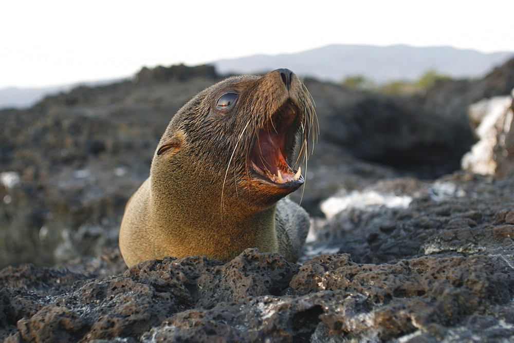 Young Galapagos fur seal (Arctocephalus galapagoensis) on Isabela Island in the Galapagos Island Group, Ecuador. This pinniped is endemic to the Galapagos Islands only. Pacific Ocean.