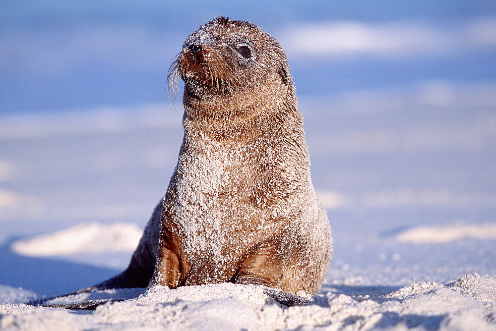 Sand covered Galapagos sea lion pup.  Gardner Bay, Espanola Island, Galapagos.S(Galapagos sea lion)S(Galapagos)S(pup)S(AW)S(cute)