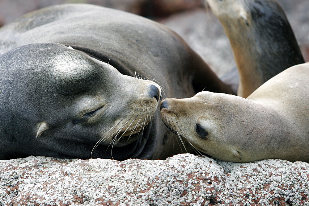 Adult Bull California Sea Lion (Zalophus californianus) with pup on Los Islotes, off Isla Partida in the lower Gulf of Claifornia (Sea of Cortez), Mexico.