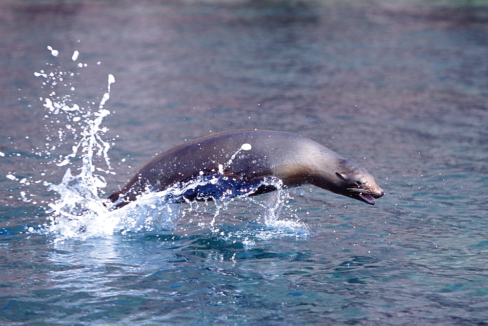 Young California sea lion "porposing" in 
the nothern Gulf of California, Mexico.