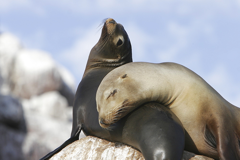 California Sea Lion (Zalophus californianus) mother and pupat Los Islotes in the Gulf of California (Sea of Cortez), Mexico.