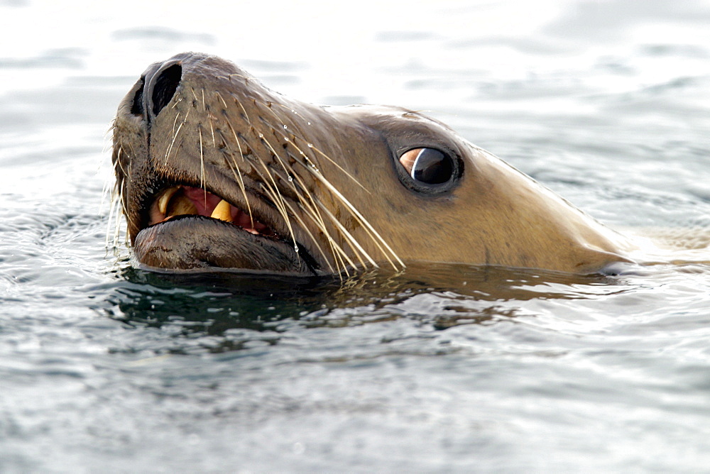 A curious young Steller Sea Lion (Eumetopias jubatus) head detail. Brothers Islands, Southeast Alaska, USA, Pacific Ocean.