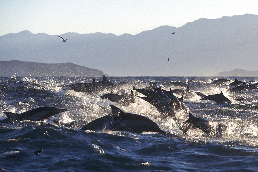 Long-beaked Common Dolphin, Delphinus capensis, pod leaping in Bahia de los Angeles, Baja California, Mexico