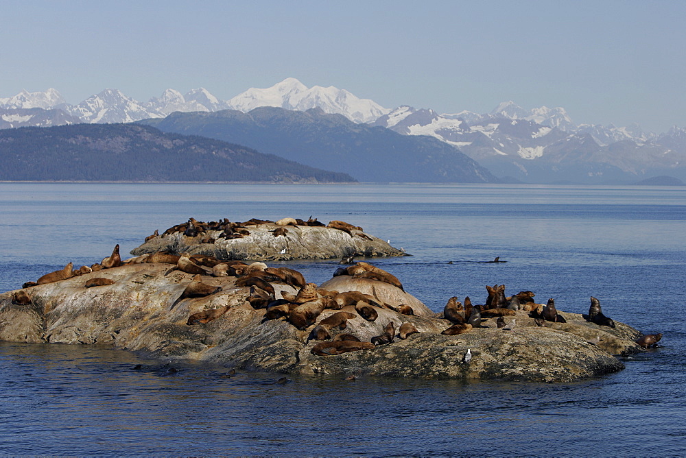 Steller (Northern) Sea Lions (Eumetopias jubatus) hauled out on small reef in Glacier Bay National Park, Southeast Alaska, USA.