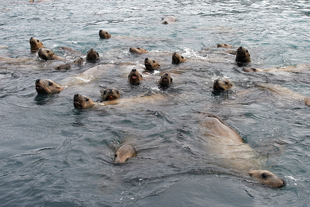 Curious Steller (Northern) Sea Lions (Eumetopias jubatus) approaching boat, Southeast Alaska, USA.