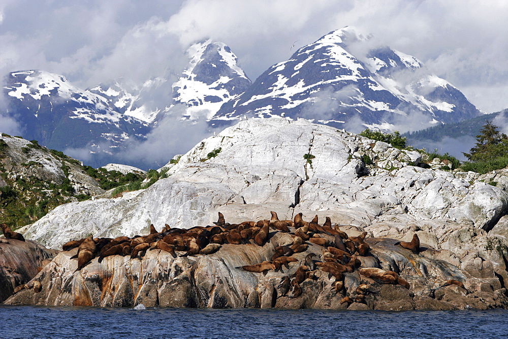 Steller's Sea Lion (Eumetopias jubatus) hauled out on South Marble Island in Glacier Bay National Park, Southeast Alaska, USA.