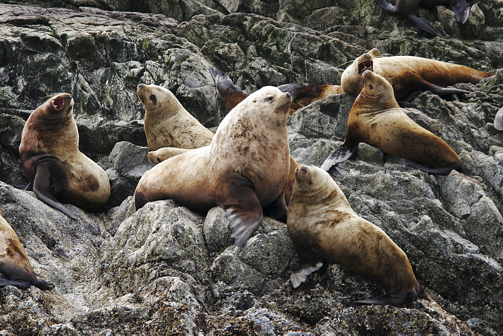 Northern Sea Lions (Eumetopias jubatus) - also called Steller Sea Lions - hauled out in Southeast Alaska, USA. Pacific Ocean.