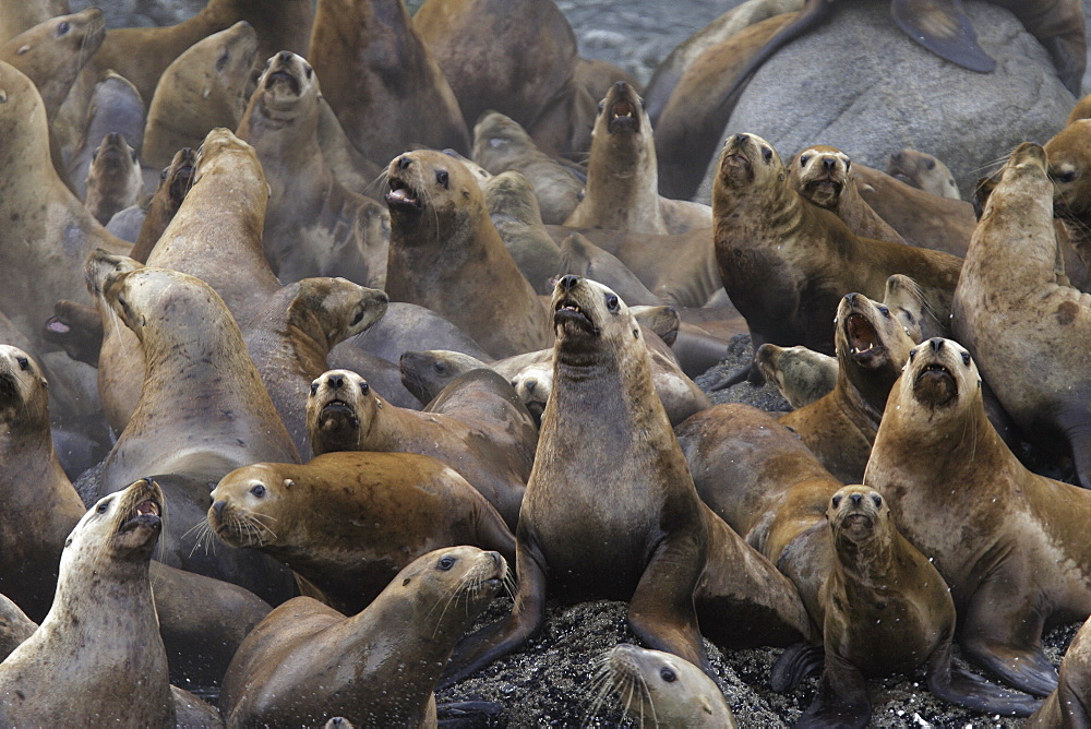 Steller (Northern) Sea Lions (Eumetopias jubatus) hauled out on small reef in Southeast Alaska, USA.