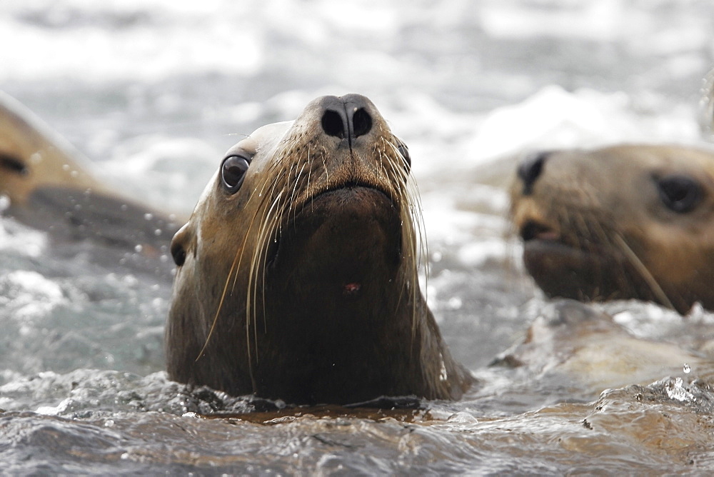 Steller (Northern) Sea Lions (Eumetopias jubatus) close-up in Southeast Alaska, USA.