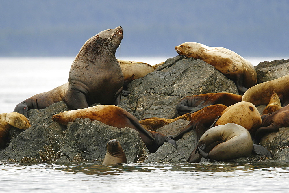 All ages and both sexes of northern (Steller) sea lions (Eumetopias jubatus) hauled out on the Brothers Island Group in Frederick Sound, Southeast Alaska, USA