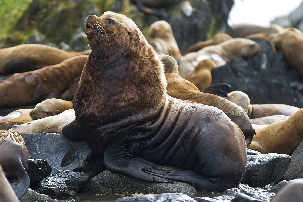 Adult bull northern (Steller) sea lion (Eumetopias jubatus) from a colony on sail rock in Frederick Sound, southeastern Alaska