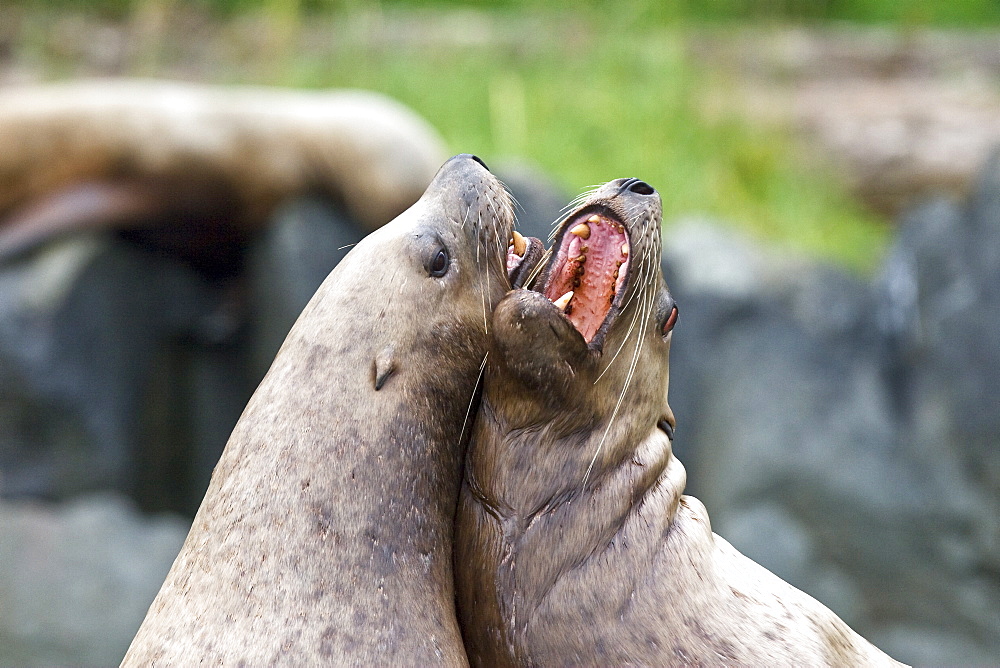 Northern (Steller) sea lion (Eumetopias jubatus) colony on sail rock in Frederick Sound, southeastern Alaska