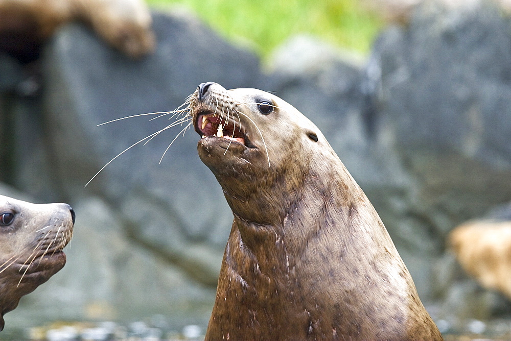 Northern (Steller) sea lion (Eumetopias jubatus) colony on sail rock in Frederick Sound, southeastern Alaska