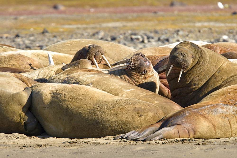 Adult male walrus (Odobenus rosmarus rosmarus) at Kapp Lee on the western side of EdgeØya (Edge Island) in the Svalbard Archipelago in the Barents Sea, Norway.