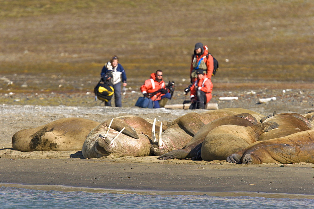 Photographers with adult male walrus (Odobenus rosmarus rosmarus) at Kapp Lee on the western side of EdgeØya (Edge Island) in the Svalbard Archipelago in the Barents Sea, Norway.