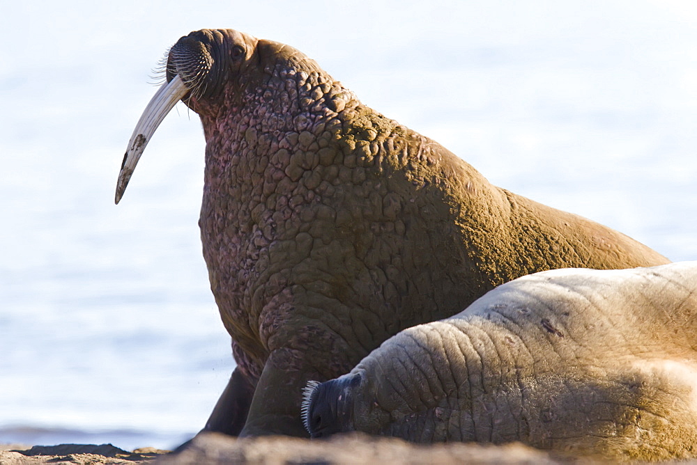 Adult male walrus (Odobenus rosmarus rosmarus) at Kapp Lee on the western side of EdgeØya (Edge Island) in the Svalbard Archipelago in the Barents Sea, Norway.