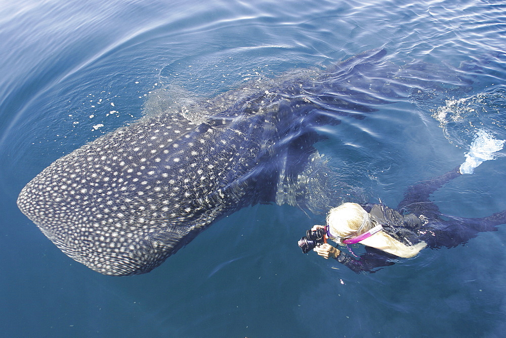 A curious juvenile Whale Shark (Rhincodon typus) in the deep and calm waters of the northern Gulf of California (Sea of Cortez), Mexico.