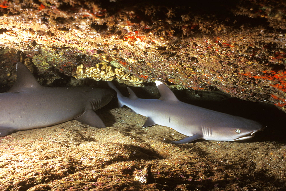 White-tip Reef Shark (Triaenodon obesus) resting on a ledge at Molokini Crater near Maui, Hawaii, USA. Pacific Ocean.