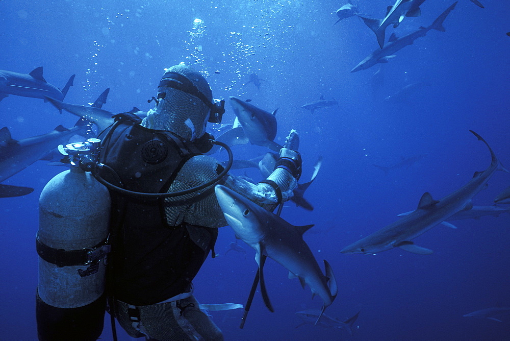 Blue Sharks (Prionace glauca) massing in deep water around shark diver Bob Cranston. San Clementa Island, California, USA. Pacific Ocean. Model released.