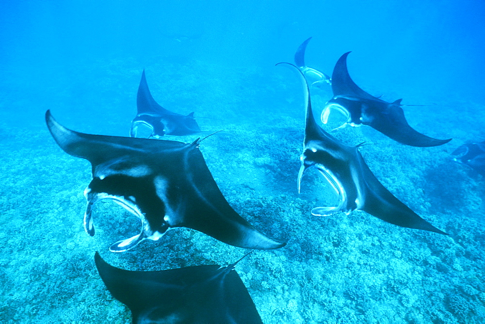 Pacific manta rays over reef in possible mating behavior?  
West Maui, Hawaii, USA.