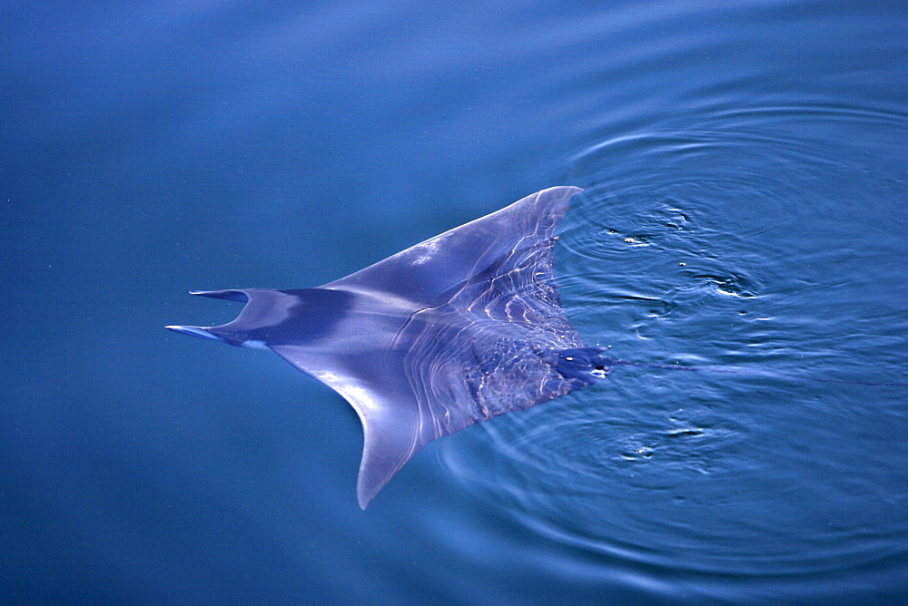 Spinetail Mobula (Mobula japonica)swimming on the surface in the lower Gulf of California (Sea of Cortez), Mexico.