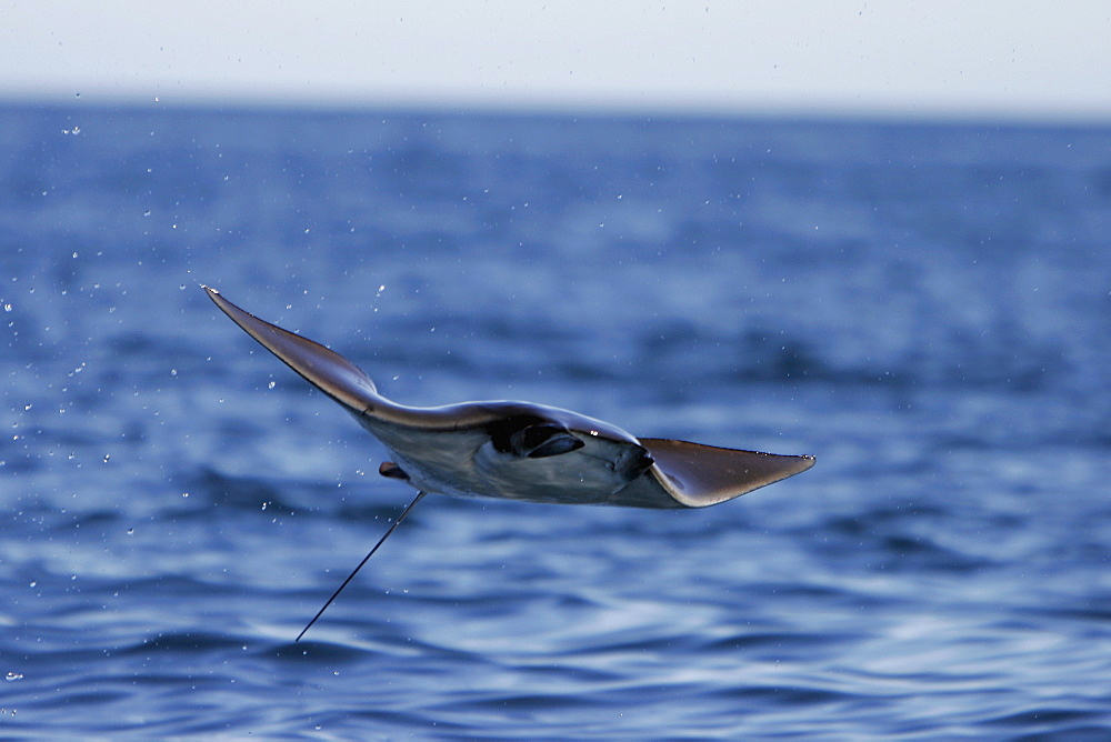 Adult Spinetail Mobula (Mobula japanica) leaping out of the water in the upper Gulf of California (Sea of Cortez), Mexico