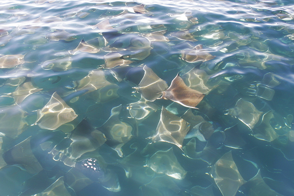 Adult Spinetail Mobula (Mobula japanica) massing in huge schools in the upper Gulf of California (Sea of Cortez), Mexico