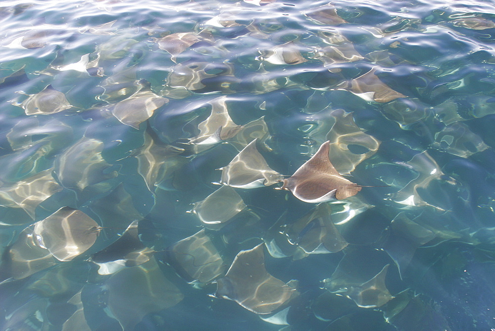 Adult Spinetail Mobula (Mobula japanica) massing in huge schools in the upper Gulf of California (Sea of Cortez), Mexico