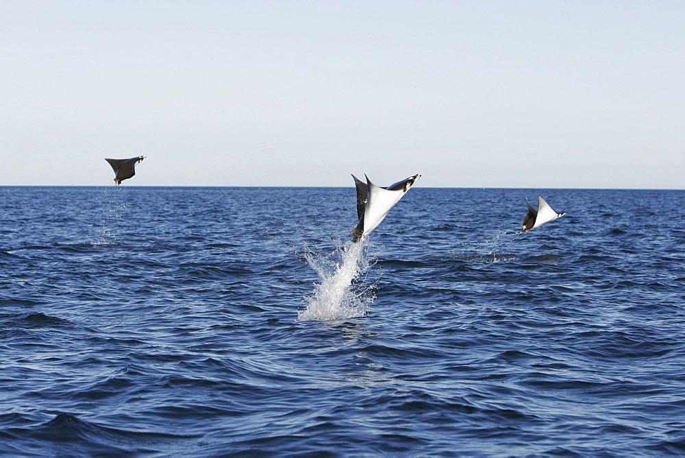 Adult Spinetail Mobula (Mobula japanica) leaping out of the water in the upper Gulf of California (Sea of Cortez), Mexico