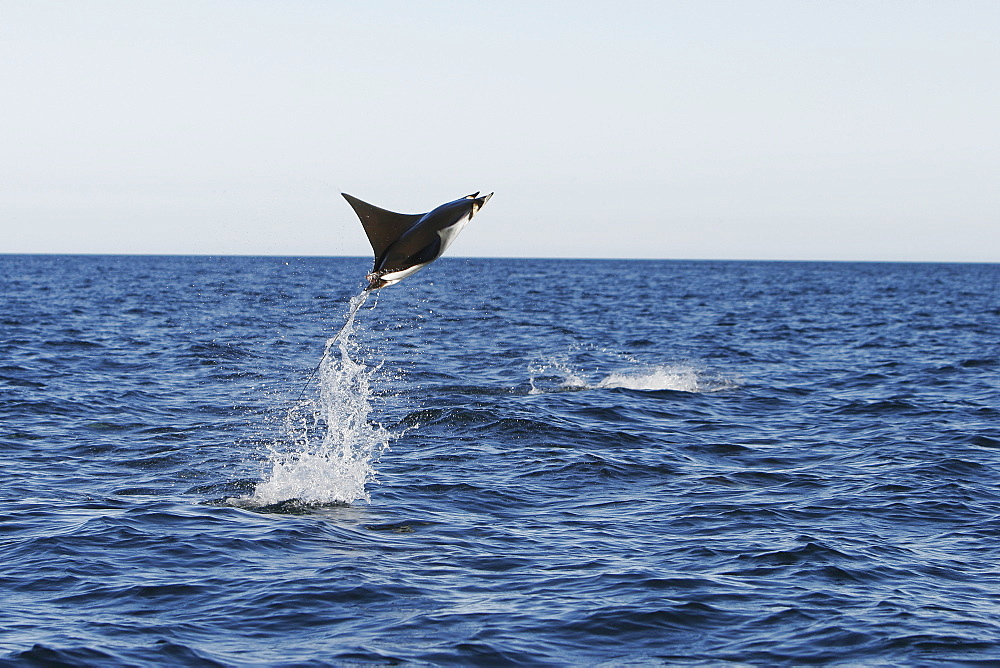 Adult Spinetail Mobula (Mobula japanica) leaping out of the water in the upper Gulf of California (Sea of Cortez), Mexico