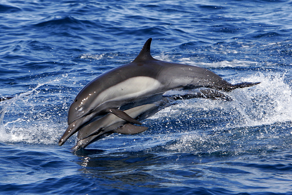 Adult Bottlenose Dolphin (Tursiops truncatus gilli) leaping in the upper Gulf of California (Sea of Cortez), Mexico.