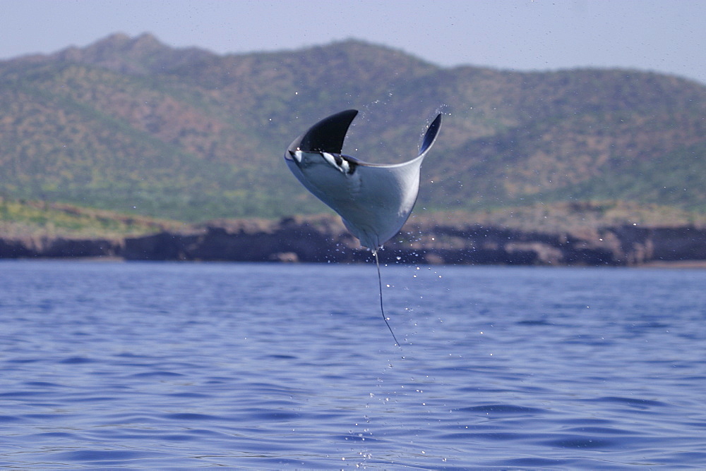 Leaping mobula (Mobula japonica) near Isla Tiburon in the Gulf of California (Sea of Cortez), Mexico.