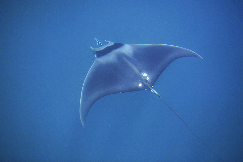 An adult spinetail mobula (Mobula japanica) cruising the surface in the calm waters off Isla del Carmen in the Gulf of California (Sea of Cortez), Baja California, Mexico.