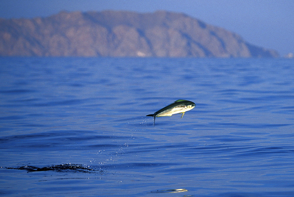 Young Dolphinfish (Coryphaena hippurus) leaping in the midriff region of the Gulf of California (Sea of Cortez), Mexico. Note: other common names include Maha Mahi (Hawaiian) and Dorado (Spanish).